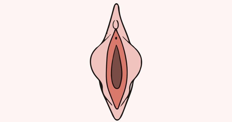 Ilustración anatómica educativa de los labios menores femeninos