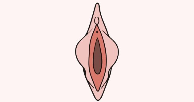 Ilustración anatómica educativa de los labios menores femeninos