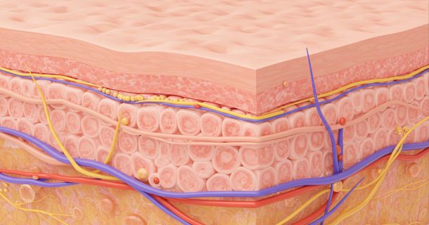 Illustration of female labia tissue structure and elasticity