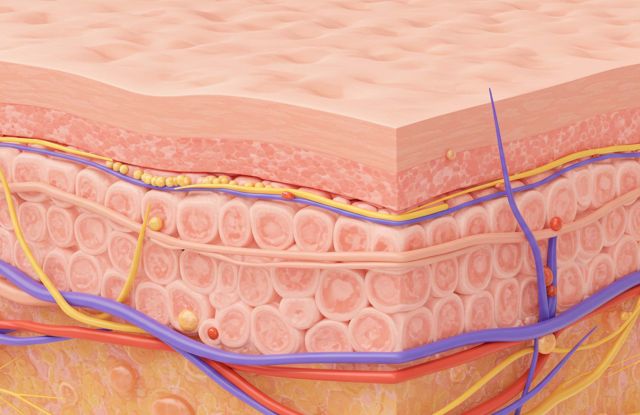 Ilustraci&oacute;n de la estructura y elasticidad del tejido de los labios femeninos