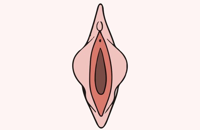 Ilustração anatômica educativa dos pequenos lábios femininos