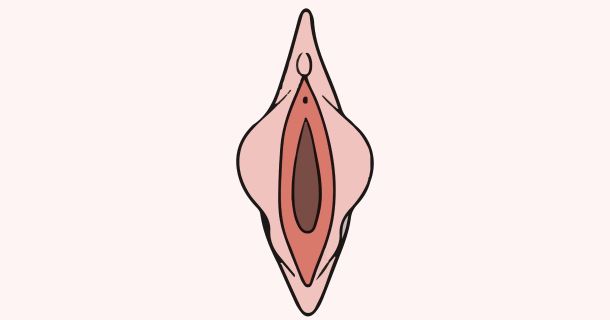 Ilustração anatômica educativa dos pequenos lábios femininos