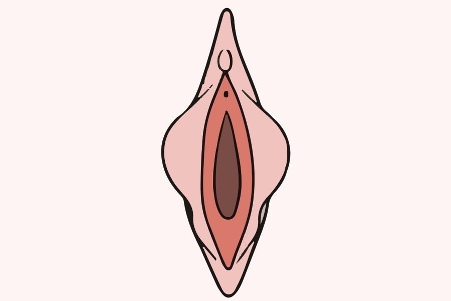 Mchoro wa kielimu wa anatomia ya midomo midogo ya kike
