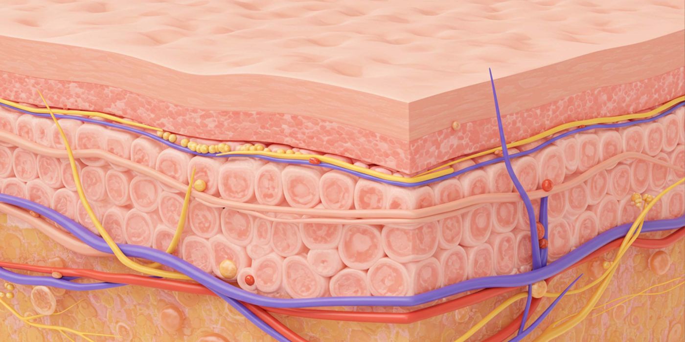 Ilustración de la estructura y elasticidad del tejido de los labios femeninos