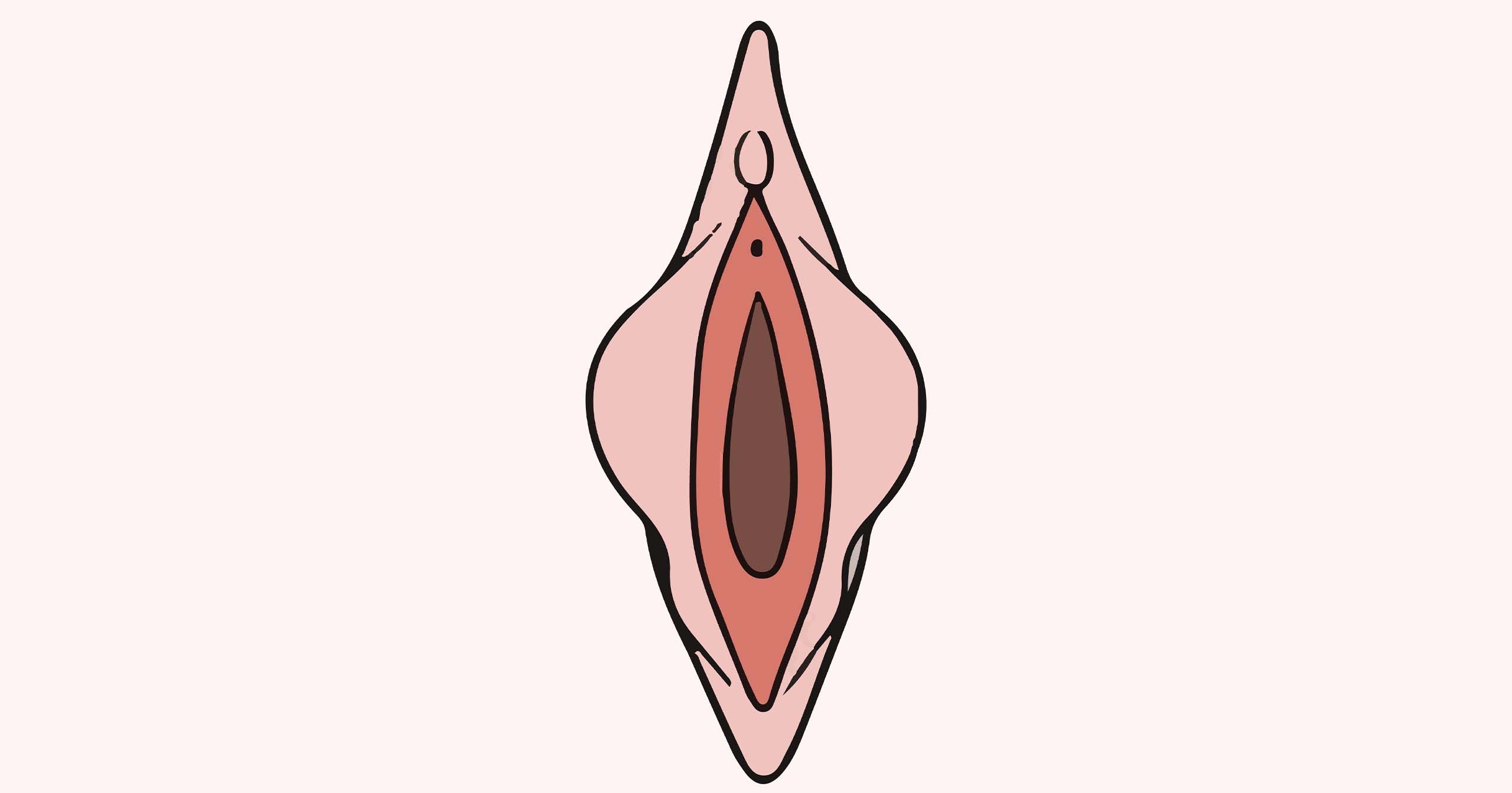 Educational anatomy illustration of female labia minora