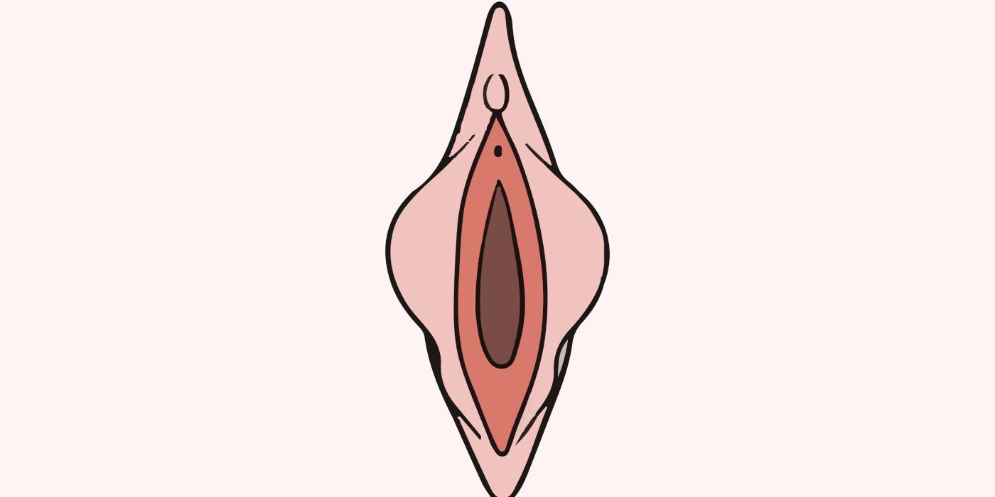 Ilustração anatômica educativa dos pequenos lábios femininos