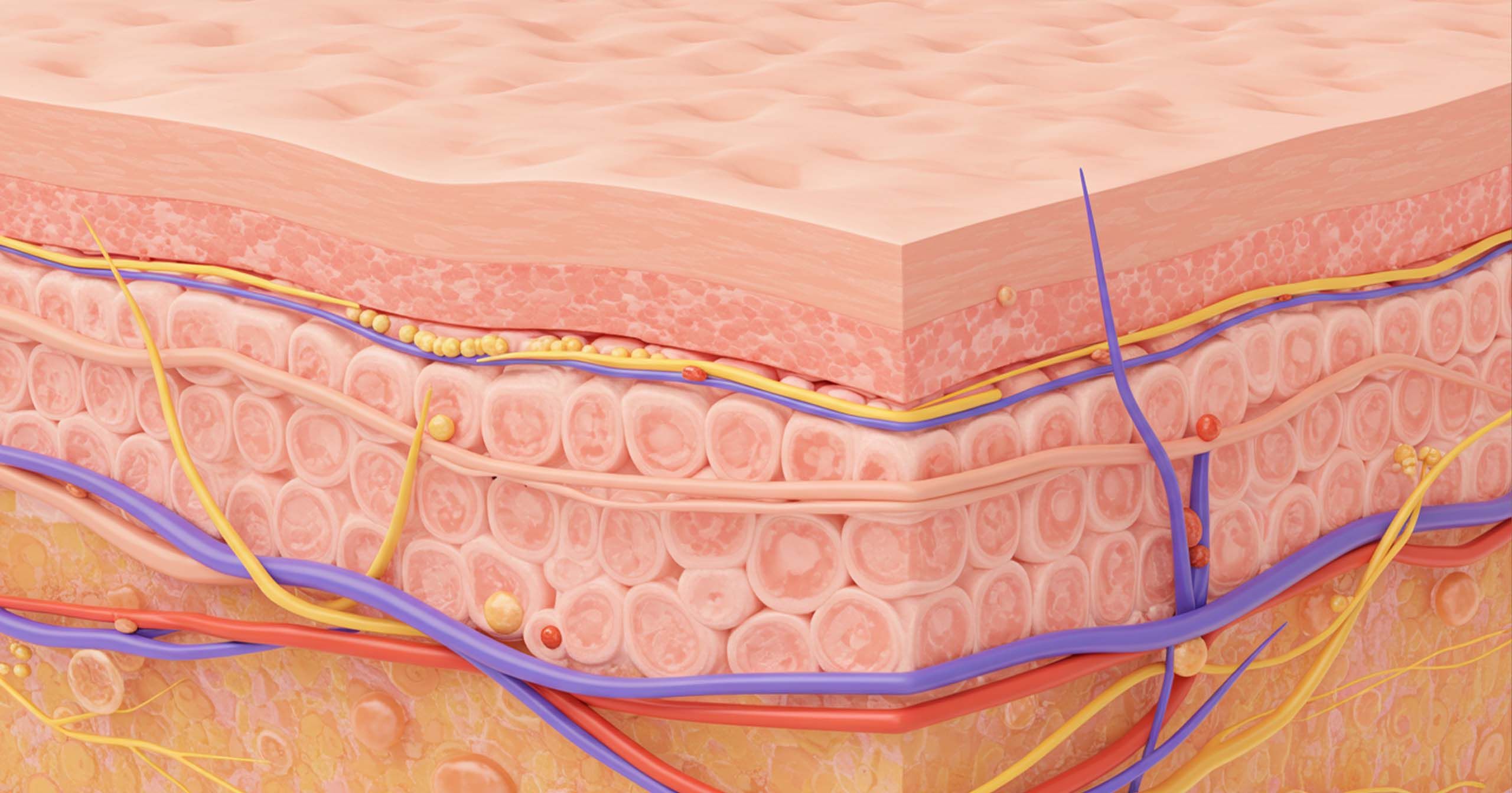 Illustration of female labia tissue structure and elasticity